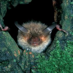 Bechsteinsvleermuis (Myotis bechsteini)