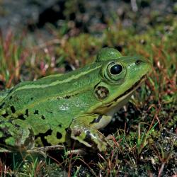 Poelkikker of Kleine groene kikker (Rana lessonae)