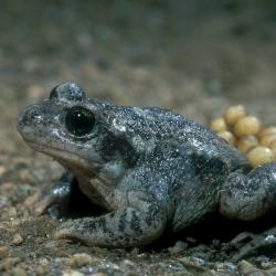 Vroedmeesterpad (Alytes obstetricans)