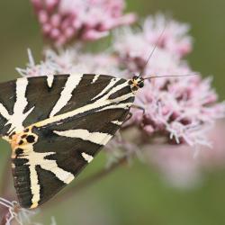 Spaanse vlag (Callimorpha quadripunctata)