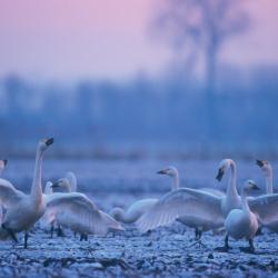 Kleine zwaan (Cygnus bewickii)