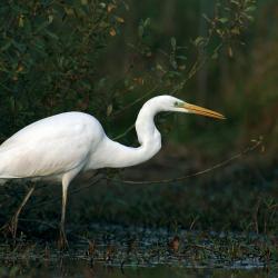 Grote Zilverreiger (Egretta alba)