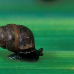 Zeggenkorfslak (Vertigo moulinsiana)