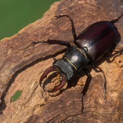 Vliegend hert (Lucanus cervus)