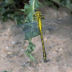Rivierrombout, Gomphus flavipes