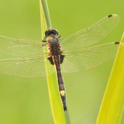 Mannetje Gevlekte witsnuitlibel Leucorrhinia pectoralis