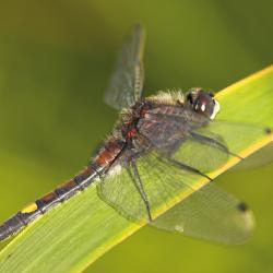 Gevlekte witsnuitlibel (Leucorrhinia pectoralis)