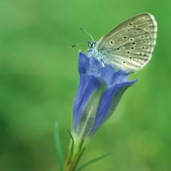 Klokjesgentiaan en Gentiaanblauwtje