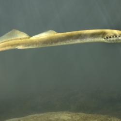 Lampetra fluviatilis Rivierprik