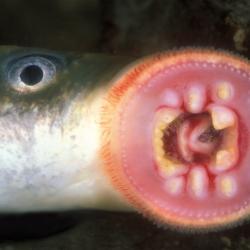 Rivierprik (Lampetra fluviatilis)