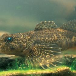 Rivierdonderpad (Cottus perifretum)