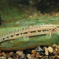 Cobitis taenia Kleine modderkruiper