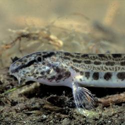 Kleine modderkruiper (Cobitis taenia)