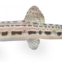 Cobitis taenia Kleine modderkruiper