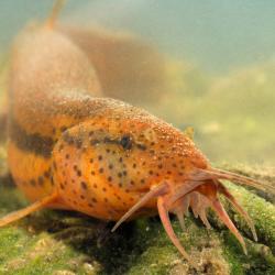 Misgurnus fossilis Grote modderkruiper