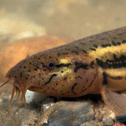 Grote modderkruiper (Misgurnus fossilis)