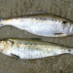 Fint (Alosa fallax)