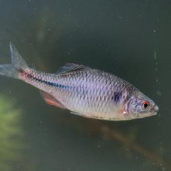 Rhodeus sericeus amarus Bittervoorn
