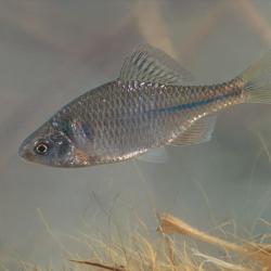 Bittervoorn (Rhodeus sericeus amarus)