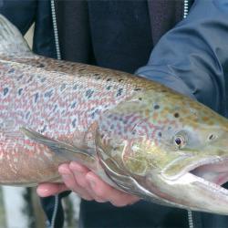 Atlantische zalm (Salmo salar)