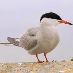  Visdief, Sterna hirundo