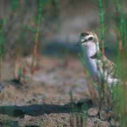 Strandplevier (Charadrius alexandrinus)