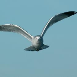 Stormmeeuw (Larus canus)