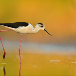Himantopus himantopus Steltkluut