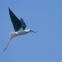 Steltkluut (Himantopus himantopus)