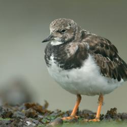 Steenloper (Arenaria interpres)
