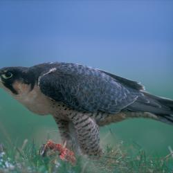 Slechtvalk (Falco peregrinus)