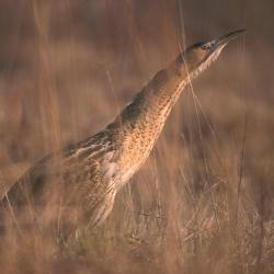 Roerdomp (Botaurus stellaris)