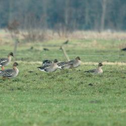 Rietgans (Anser fabalis)