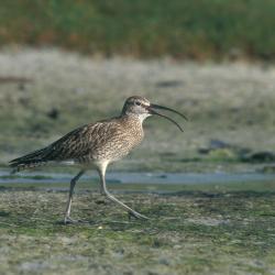 Regenwulp (Numenius phaeopus)