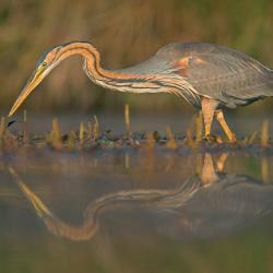 Purperreiger (Ardea purpurea)