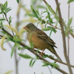 Ortolaan (Emberiza hortulana)