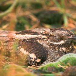 Nachtzwaluw (Caprimulgus europaeus)