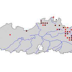 Verspreidingskaart Nachtzwaluw. Kaart afkomstig van de atlas van de Vlaamse broedvogels van 2000 - 2002.