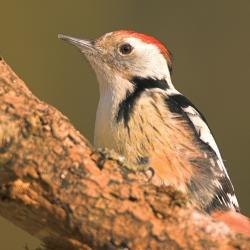 Middelste bonte specht (Dendrocopos medius)