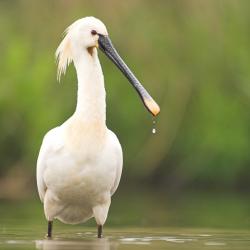 Platalea leucorodia Lepelaar