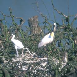 Lepelaar (Platalea leucorodia)