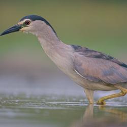 Kwak (Nycticorax nycticorax)