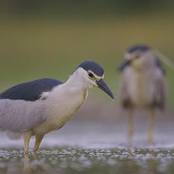 De Kwak is een kleine reigerachtige die broedt in moerasbossen langs grote rivieren en vijvers.