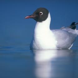 Kokmeeuw (Larus ridibundus)