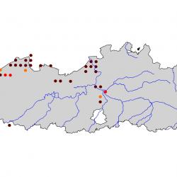 Verspreidingskaart Kluut . Kaart afkomstig van de atlas van de Vlaamse broedvogels van 2000-2002.