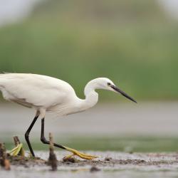 Egretta garzetta Kleine zilverreiger