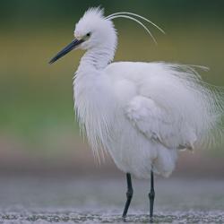 Kleine zilverreiger (Egretta garzetta)