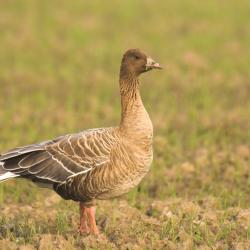 Kleine rietgans, Anser brachyrhynchus