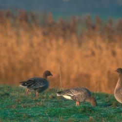 Kleine rietgans, Anser brachyrhynchus