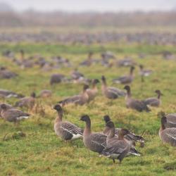 Kleine rietgans, Anser brachyrhynchus